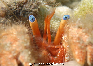 another hermit crab cuteness... couldn't pass this up. by Suzan Meldonian 